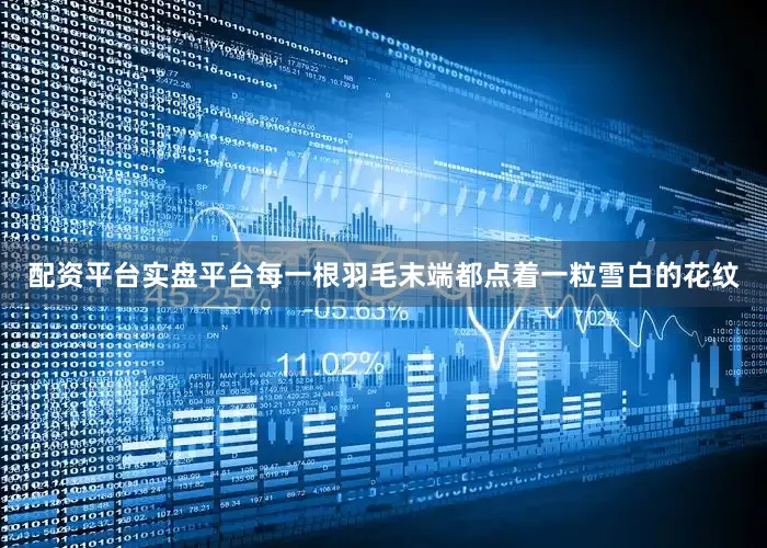 配资平台实盘平台每一根羽毛末端都点着一粒雪白的花纹